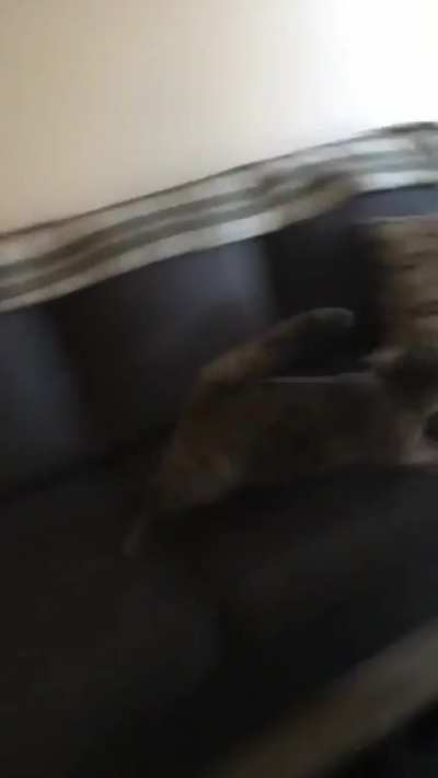 Meow like you mean it