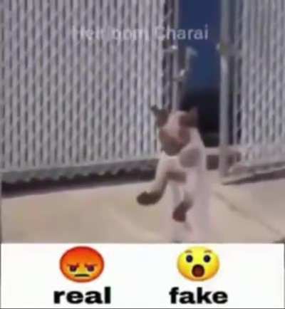 real ou feiki