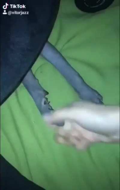 Fofo