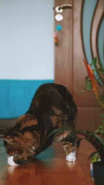 Trying to catch treats in slow motion