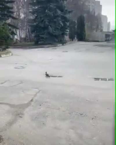 D: (O cara que filmou salvou eles, link nos coment&aacute;rios)