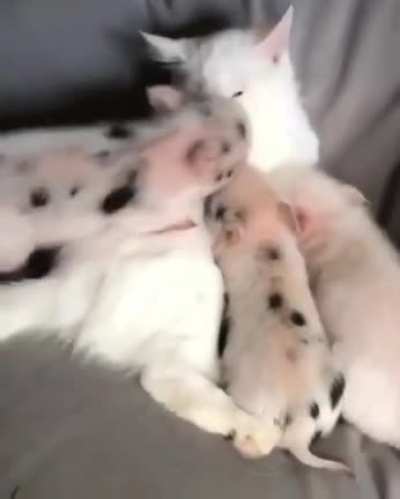 piglets