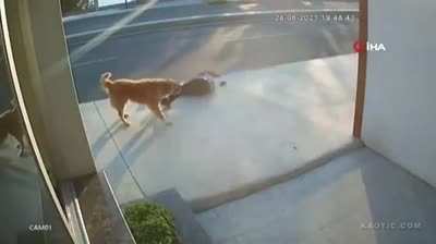 HMFT after the dog scared me