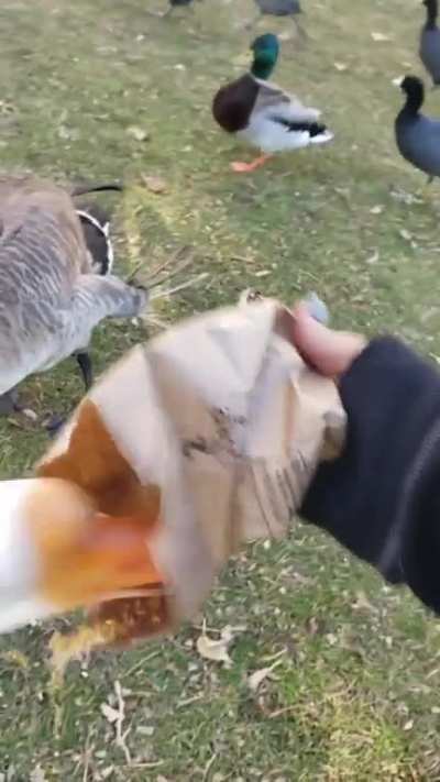 Bitch I'm a hungry goose!