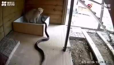 Cat vs Snake