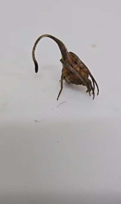 This dead leaf that isn&rsquo;t quite a leaf, this is leaf-mimicking spider (Eriovixia gryffindori), discovered in 2015.