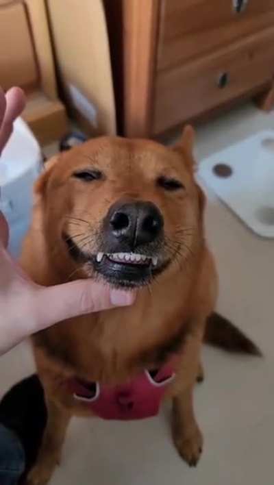 Trying to get a dog to take their pills