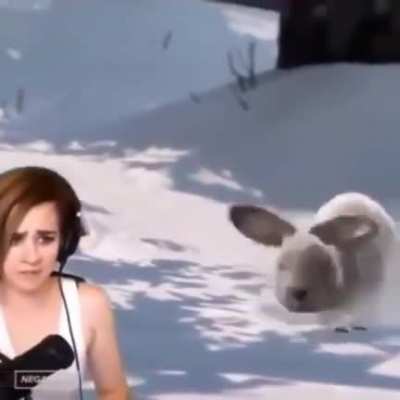 Cutest bunny you've ever seen in your entire life