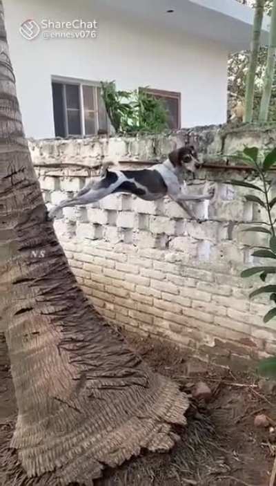 noisy neighbours and nosy neighbour in one video.....