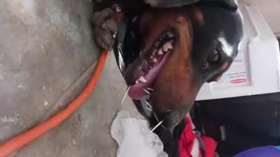 My dog refuses to learn. Attacks a porcupine yet again.