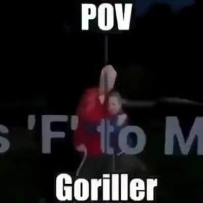 pov gorila