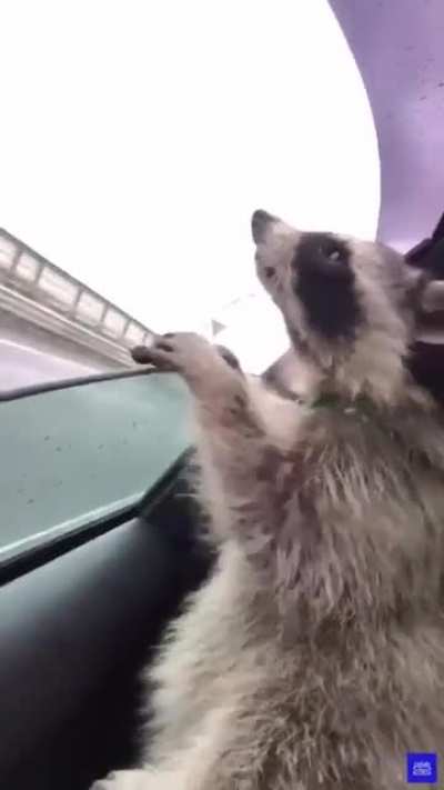 If dogs had trashpanda hands