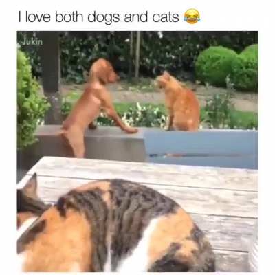 Our little rascals