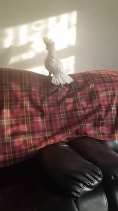 I didn't know that birds were this attached to their humans