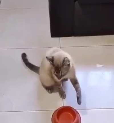 Feed me, hooman