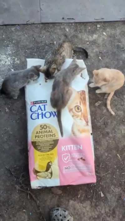 War Kitten Pipeline Update: Kitten Chow Delivered! Thank you, r/catsofukraine community, now let&rsquo;s get them out of the war zone and into families! $208 out of $900 raised already!