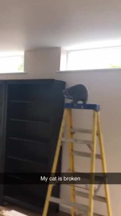 Spinning cat on a ladder