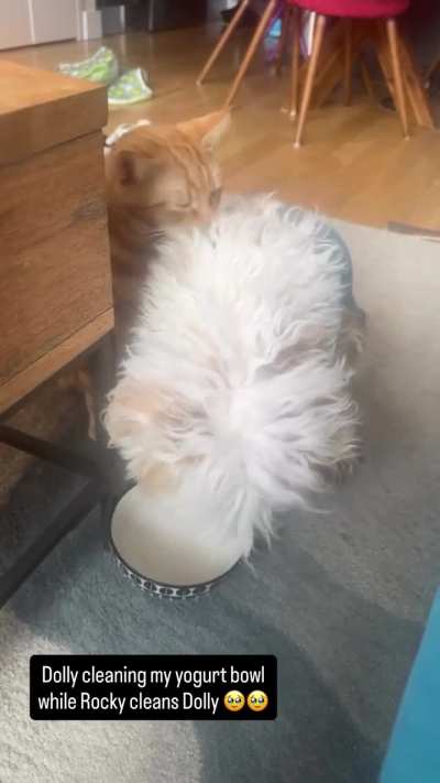 Dog licks bowl, cat licks dog