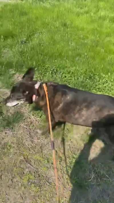 My brave dog