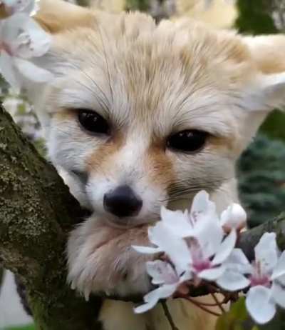 He in tree