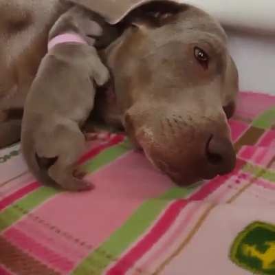 Using mamma's ear as a blanket