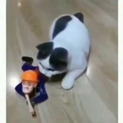 The weakest Turkish cats