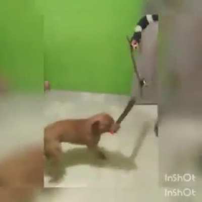 "Don't worry, he won't bite you."