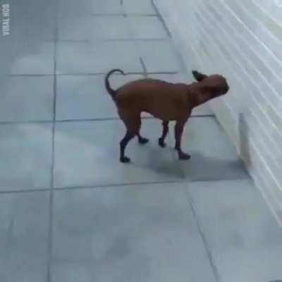 sniff sniff