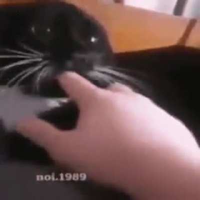 Cat :D