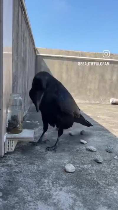 Co karao 