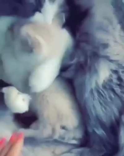 Mother's Love