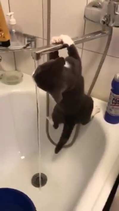 When your home cat thinks it&rsquo;s a top predator with ninja skills