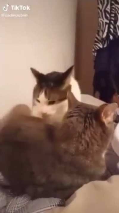 The cat truly said AAAA-