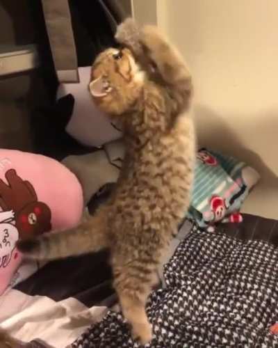 SiCk FucK HaNgS cAt AlIve AnD waTchEs It SufFer