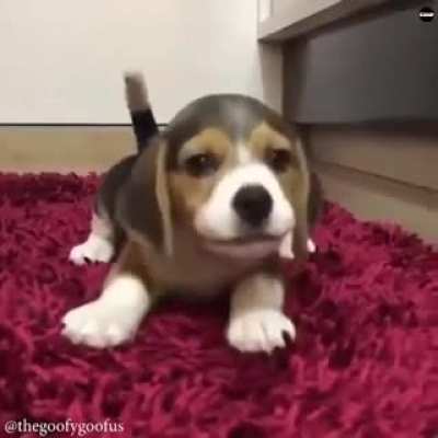 Учимся... скулить,выть, ныть... это уже как пойдет.