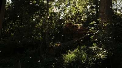 Poplar tree pollen in the air has my backyard looking mystical.