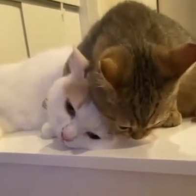 Котики