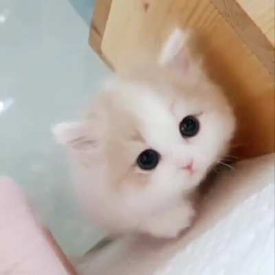 Is She Cute ?