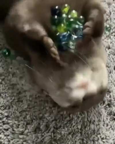 I heard you like... otters.