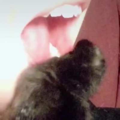 Chomp
