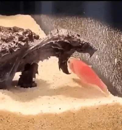 Snapping turtle - nature&rsquo;s living fossil 