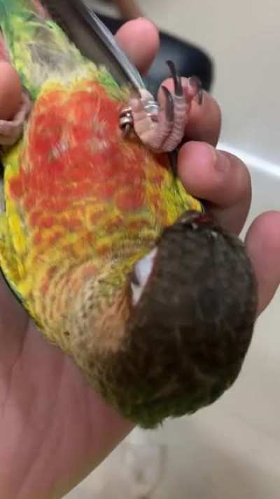 &ldquo;BIRB&rdquo;
