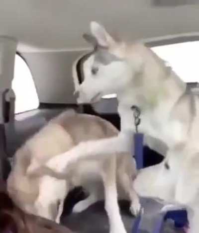 Sneezo Doggo