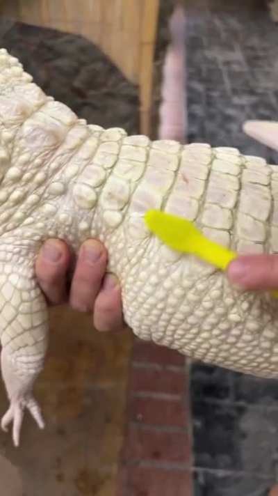 rare albino gator cuddles lover!