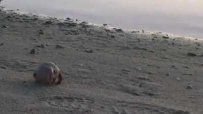 Hermit crab using a doll's head as a shell.