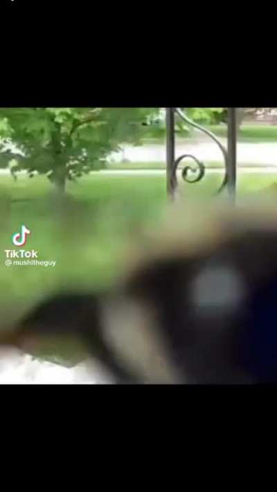 Found this on tiktok and thought you guys might enjoy! sound on for buzz buzz