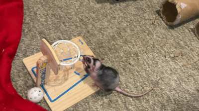 My adorable rat Chickpea is learning basketball - pt 3!