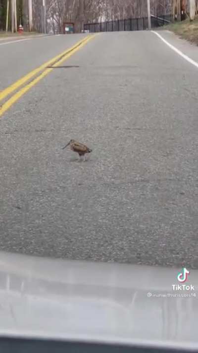 Boss &ldquo;Why are you late for work today?&rdquo; // Me: &ldquo;So there was this bird&rdquo;...