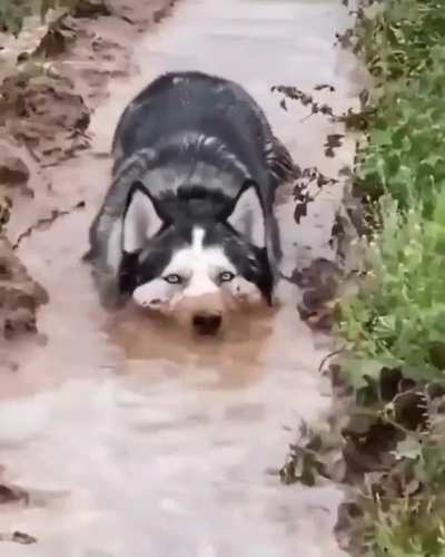 I'm a crocodile!