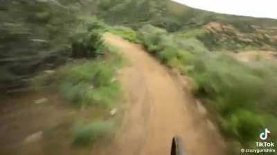 That is one fast dog